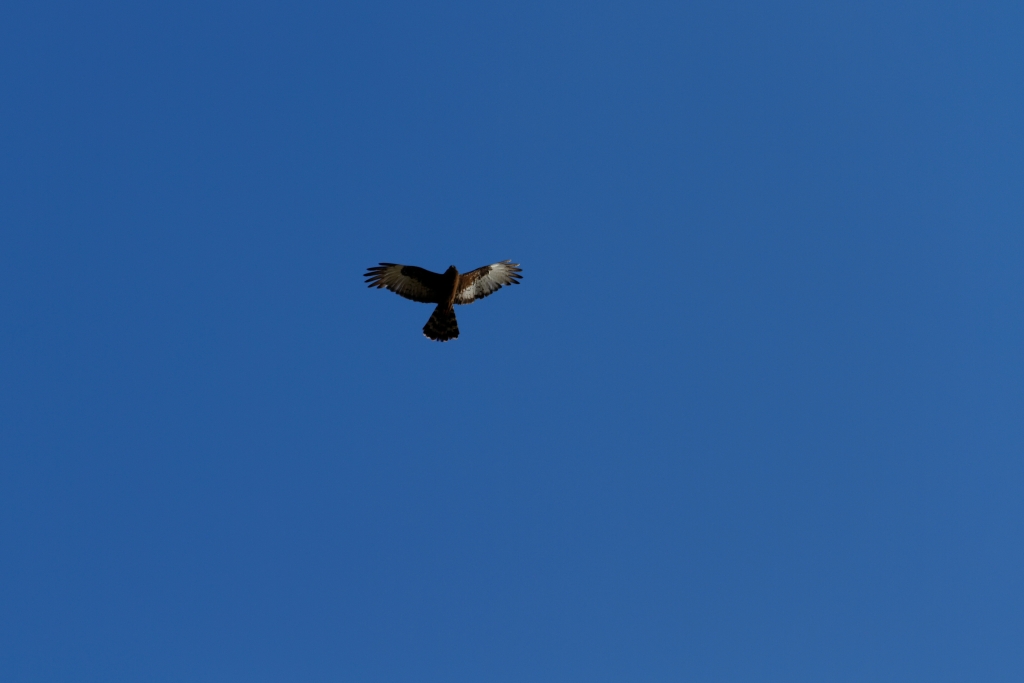 03 - Bontebok NP (2).jpg